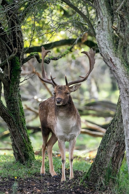 Gamo (Dama dama) en celo