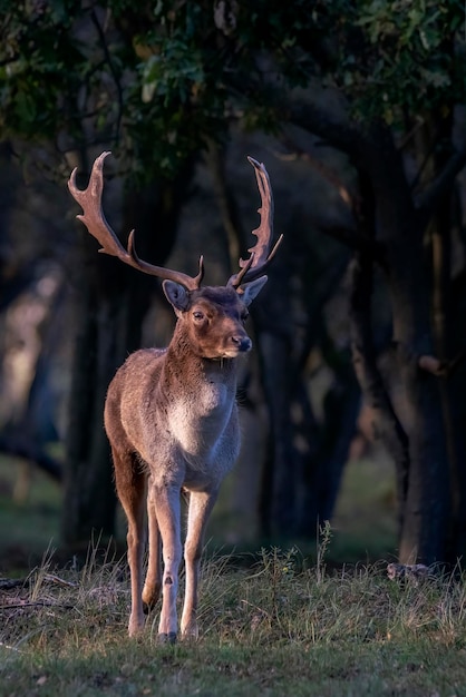 Gamo (Dama dama) en celo