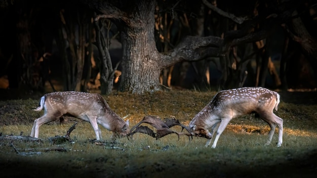 Gamo (Dama dama) luchando en celo