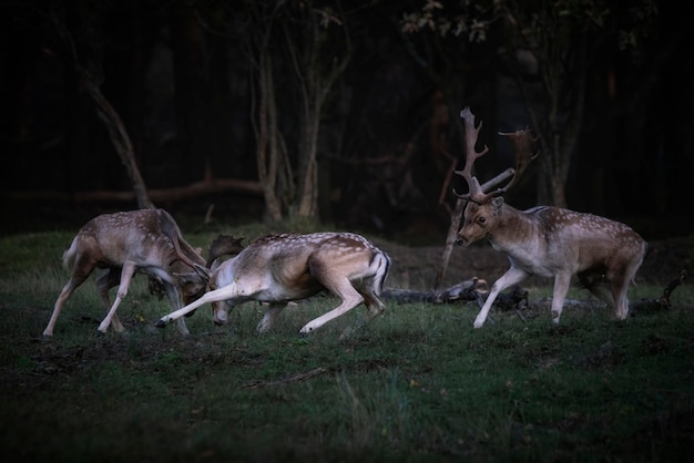 Gamo (Dama dama) luchando en celo