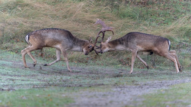 Gamo (Dama dama) luchando en celo