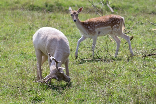 Gamo (Dama dama)