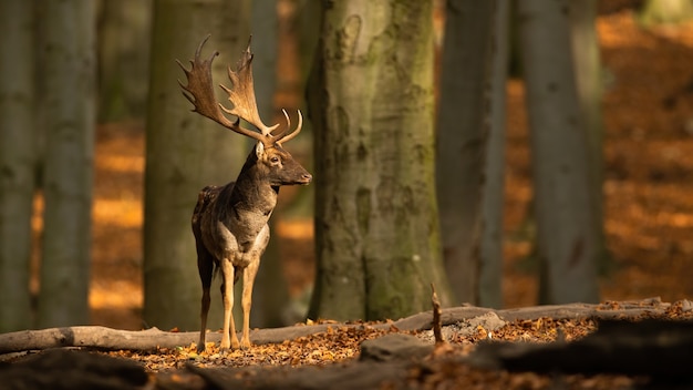 Gamo em pé na floresta e olhando ao redor no outono