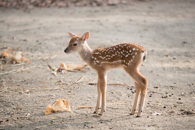 Gamo está de pé na gaiola no zoológico