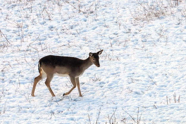 Gamo hembra invierno nieve (Dama Dama)