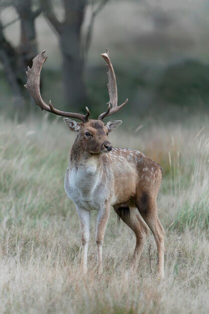 Gamo macho (dama dama) na época de cio