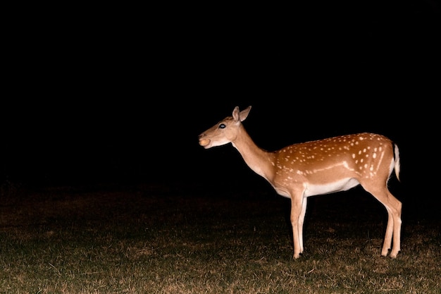 Gamo en la noche aislado en negro