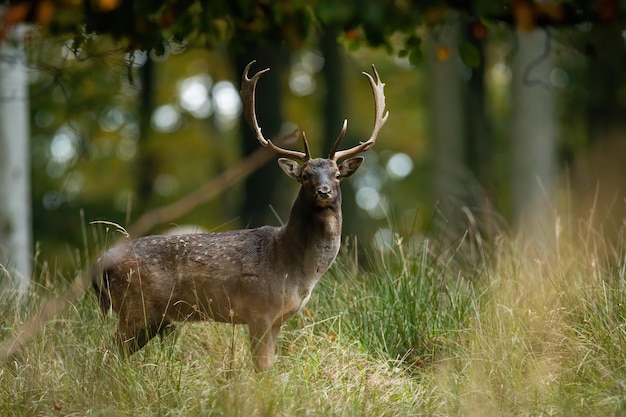 Gamo olhando para a câmera na floresta no outono