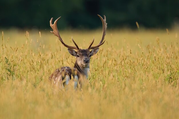 Gamo olhando por cima do ombro na grama longa no outono