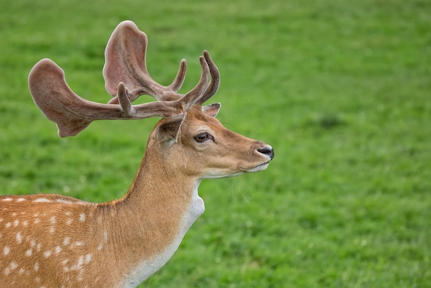 Gamo un retrato