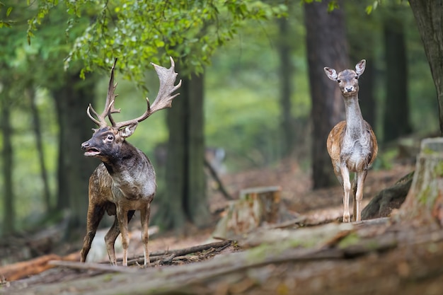 Foto gamo rugiendo en el bosque