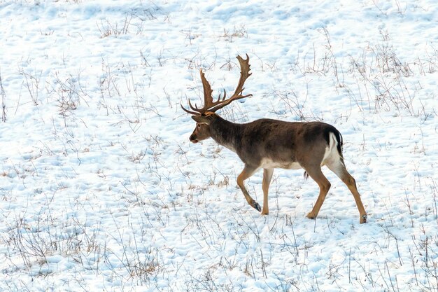 Gamo veado buck neve paisagem de inverno (dama dama)