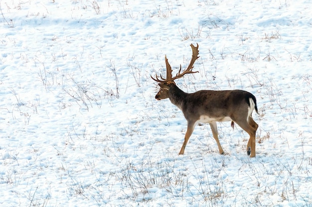 Gamo veado buck neve paisagem de inverno (Dama Dama)