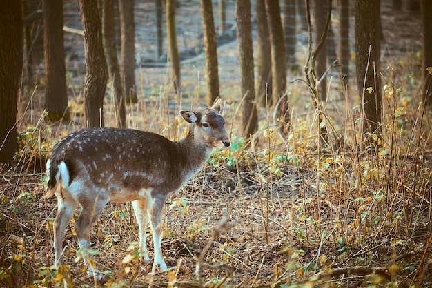 Gamos en el bosque