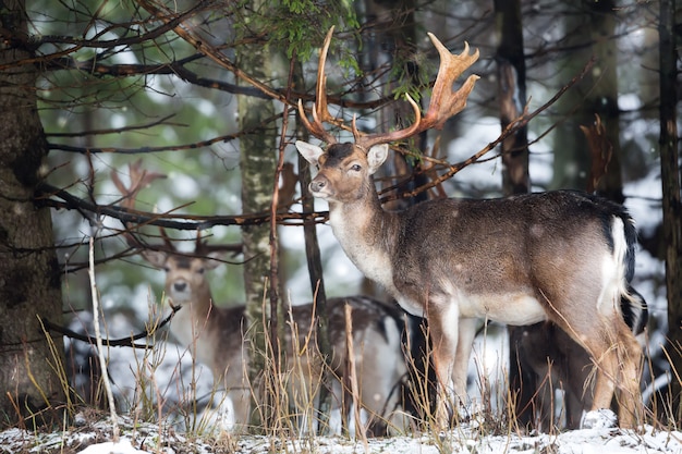 Gamos dama dama com os chifres grandes que olham a câmera na floresta do inverno atrás da árvore.