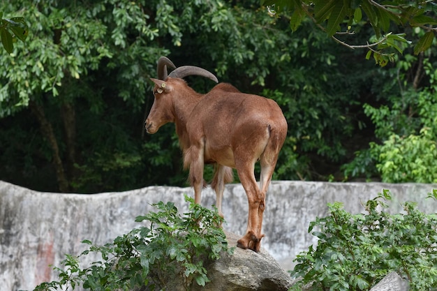 La gamuza está caminando en el zoológico.