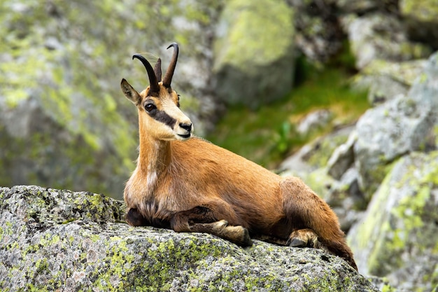 Gamuza tatra tranquila tumbada en una roca en las montañas de verano