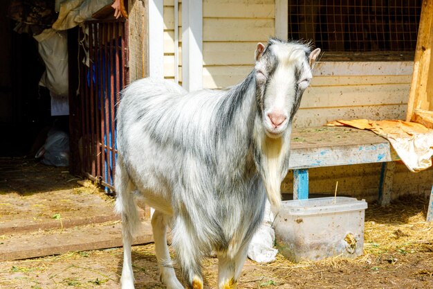 Ganadería animal moderna. Cabra divertida linda que se relaja en el patio en la granja en día de verano. Cabra doméstica pastando en pastos en el fondo del rancho. Cabra en granja ecológica natural. Agricultura ecológica.