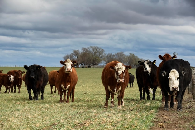 La ganadería en el campo argentino Provincia de La Pampa Argentina