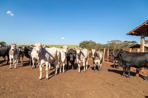 Ganadería en confinamiento, bueyes, vacas, día soleado.