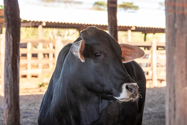 Ganadería en confinamiento, bueyes, vacas, día soleado.