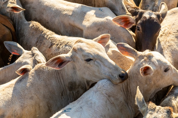 Ganadería en confinamiento, bueyes, vacas, día soleado.