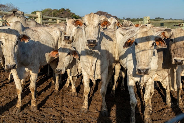 Ganadería en confinamiento, bueyes, vacas, día soleado.