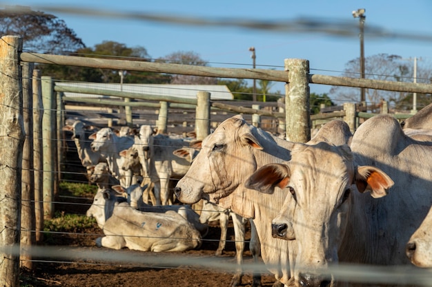 Ganadería en confinamiento, bueyes, vacas, día soleado.