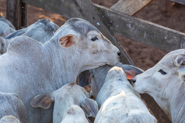 Ganadería en confinamiento, bueyes, vacas, día soleado.