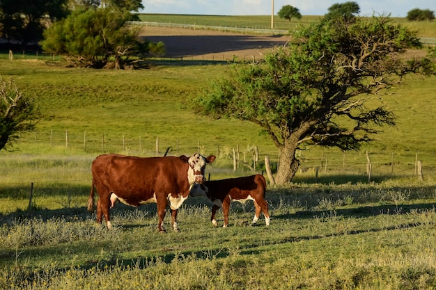 Ganadería con pastos naturales en la campiña pampeana Provincia de La PampaPatagonia Argentina