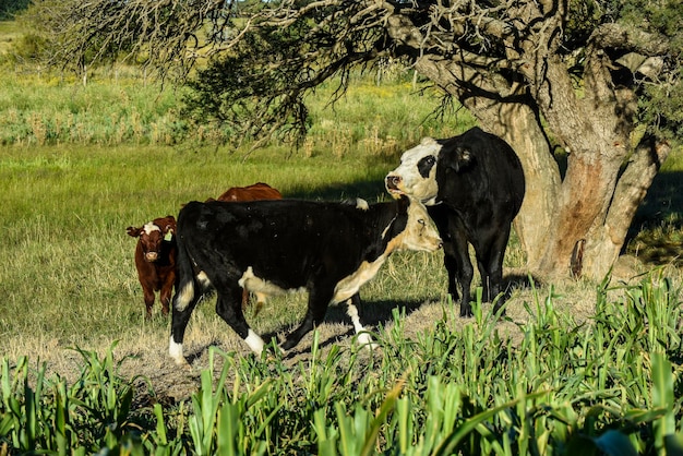 Foto ganadería con pastos naturales en la campiña pampeana provincia de la pampapatagonia argentina