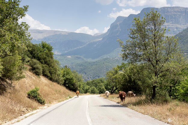 Ganadería Las vacas pastan y caminan por la carretera de montaña en un día soleado de verano