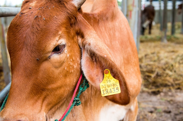 Ganado Brahman en establos