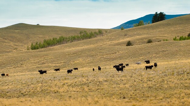 Ganado en campo abierto en Colorado.