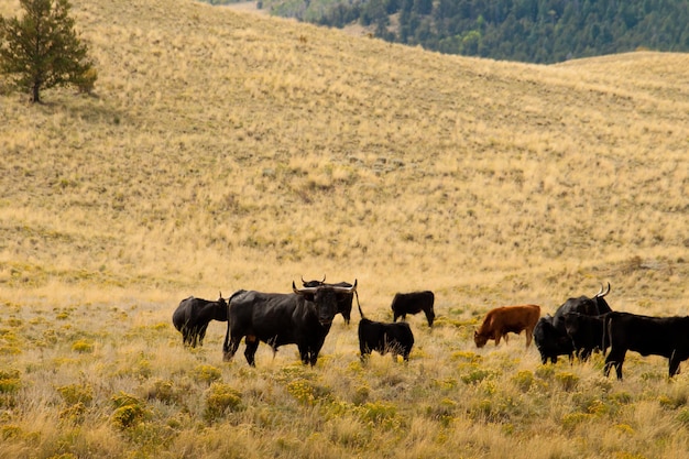 Ganado en campo abierto en Colorado.