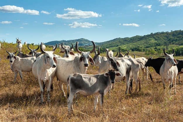 El ganado en el campo en Alagoinha, estado de Paraiba Brasil