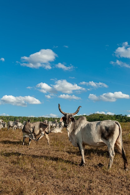El ganado en el campo en Alagoinha, estado de Paraiba Brasil