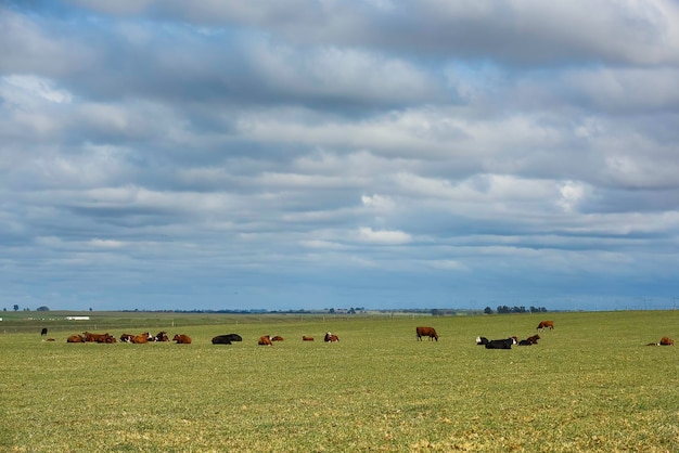 Ganado en el campo argentino La Pampa Argentina