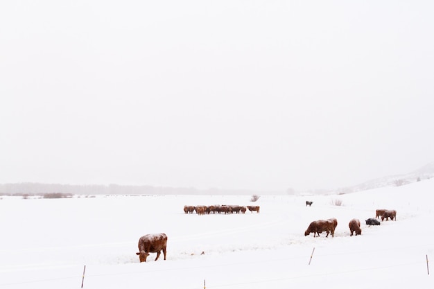 Ganado en el campo cubierto de nieve fresca.