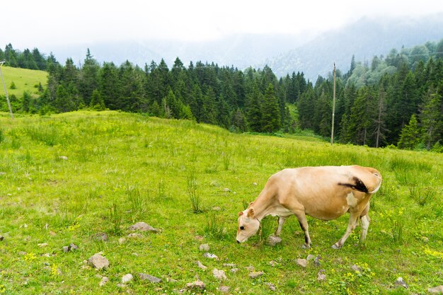 Ganado en un campo Highland Rize Turquía