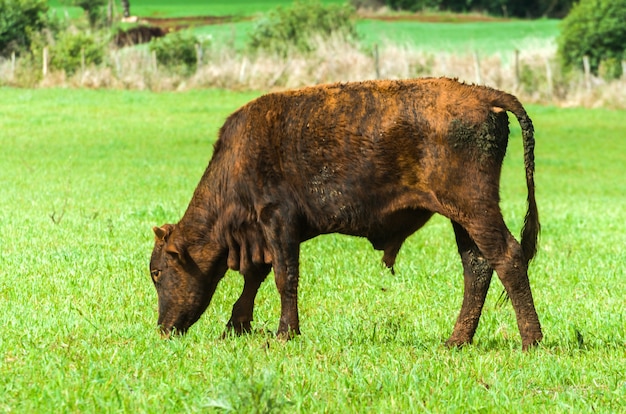 Ganado en campo verde en Brasil