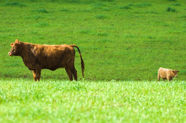 Ganado en campo verde en Brasil