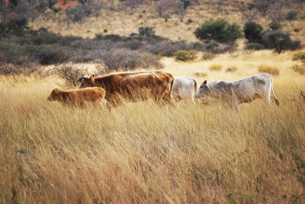 Foto el ganado en un campo