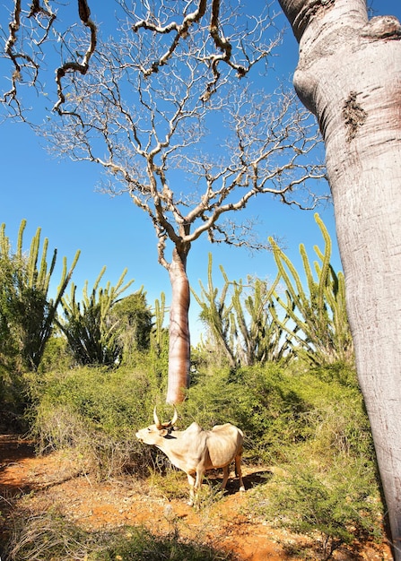 Ganado cebú parado bajo un pequeño árbol baobab, más arbustos y pulpos en el fondo