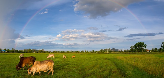 Foto ganado comiendo hierba y fondo del arco iris