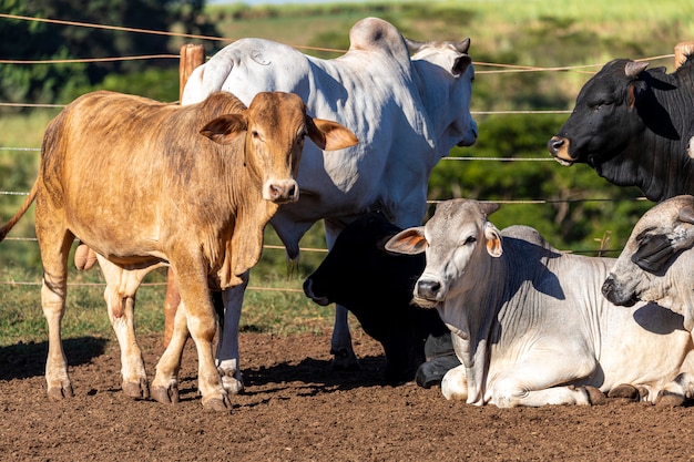 Ganado en confinamiento, bueyes, vacas, día soleado