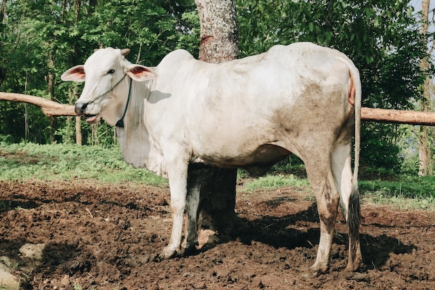 El ganado cruzado Ongole o la vaca javanesa o la vaca blanca o Bos taurus es el ganado más grande de Indonesia en una granja tradicional Indonesia Ganadería tradicional