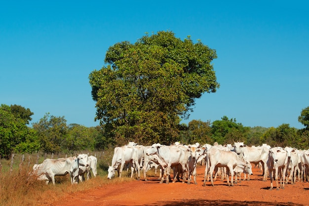El ganado cruzando un camino de barro en el humedal en Pocone Mato Grosso Brasil