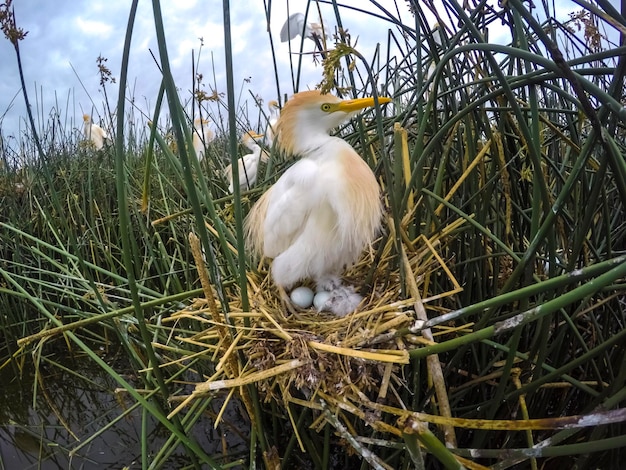 Foto ganado egreta bubulcus ibis anidación provincia de la pampa patagonia argentina