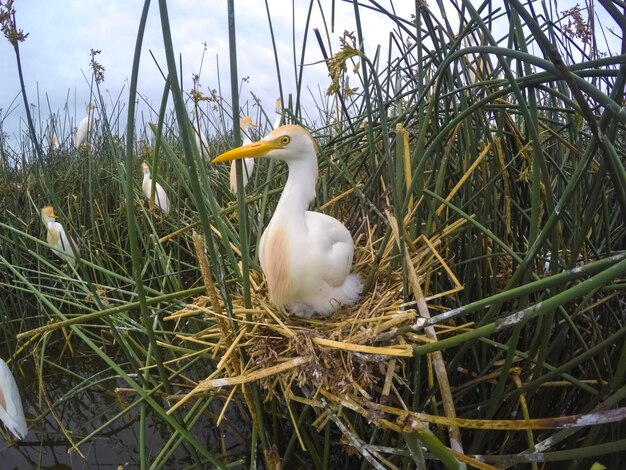 Foto ganado egreta bubulcus ibis anidación provincia de la pampa patagonia argentina